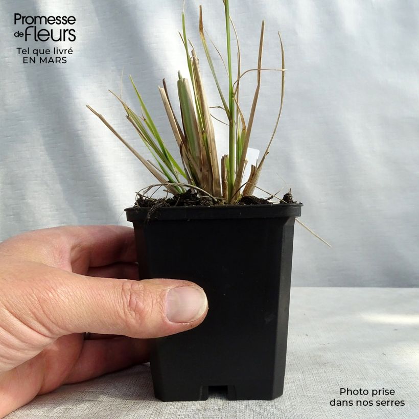 Pennisetum alopecuroides f. viridescens - Chinese Fountain Grass 8/9 cm pot sample as delivered in spring