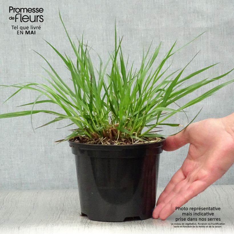 Pennisetum alopecuroides f. viridescens - Chinese Fountain Grass 2L/3L pot sample as delivered in spring