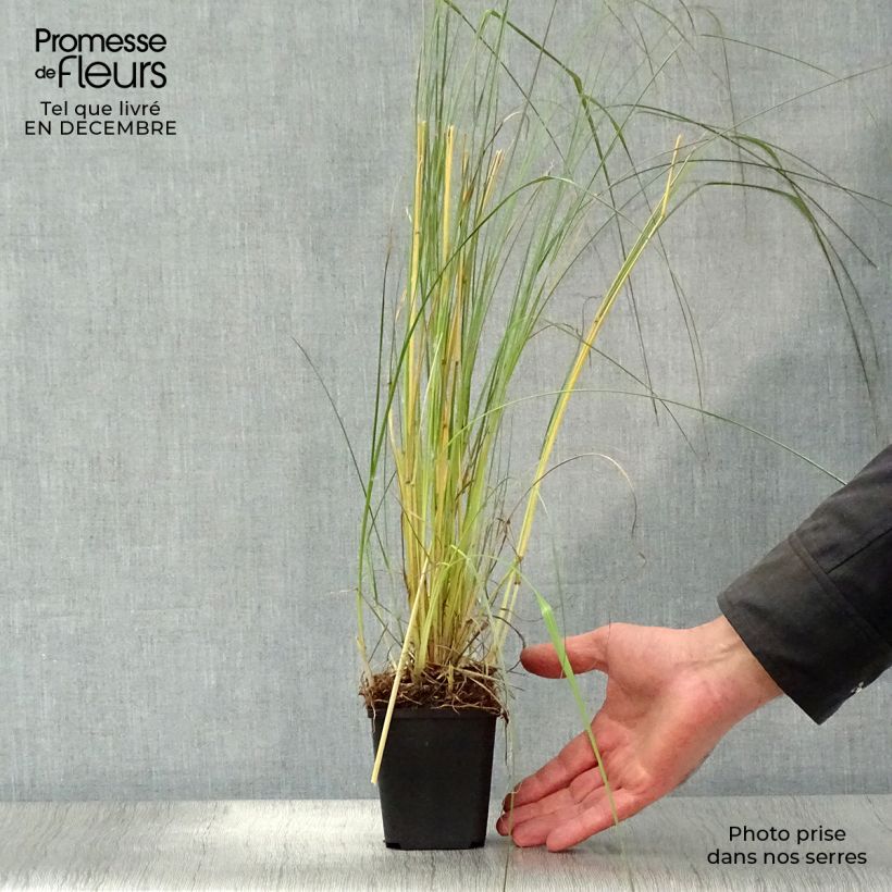 Pennisetum massaicum Red Bunny Tail - African feather Grass 8/9 cm pot sample as delivered in winter