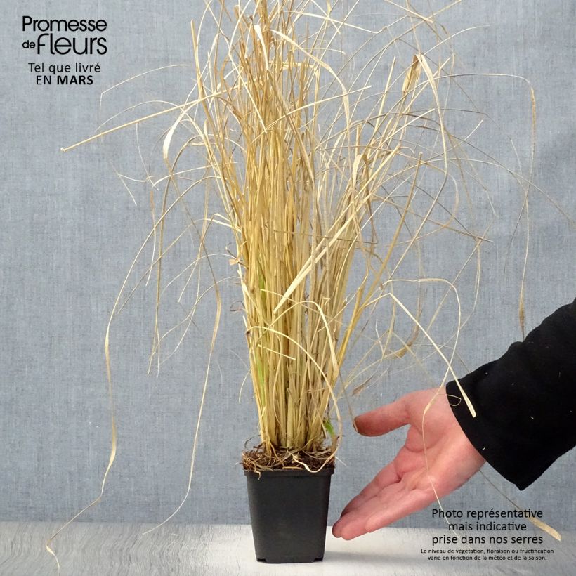 Pennisetum massaicum Red Bunny Tail - African feather Grass 8/9 cm pot sample as delivered in spring