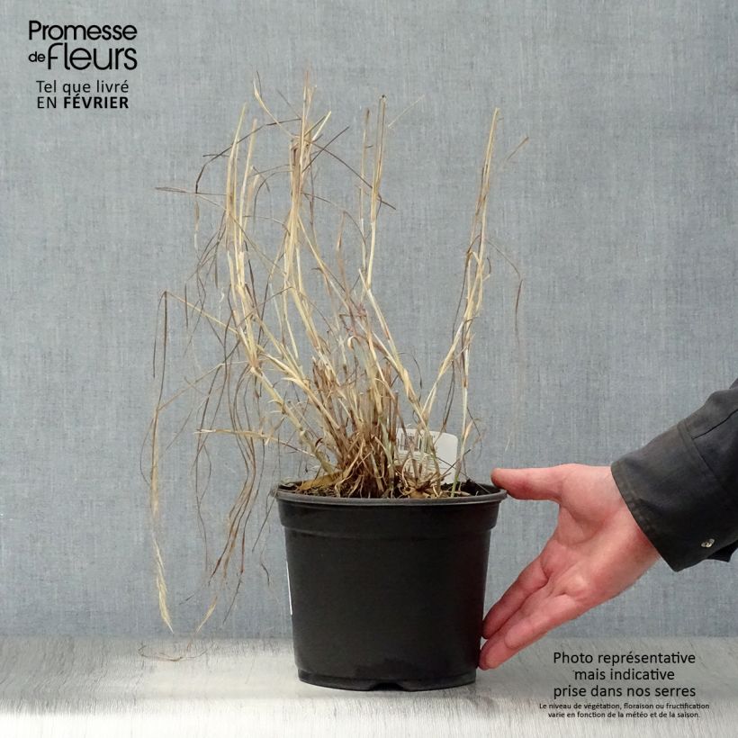 Pennisetum orientale - Oriental Fountain Grass 2L/3L pot sample as delivered in winter