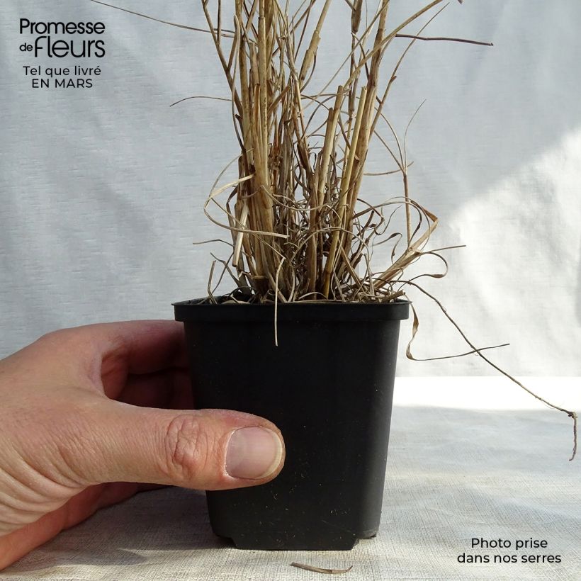 Pennisetum orientale Fairy Tails - Oriental Fountain Grass 8/9 cm pot sample as delivered in spring