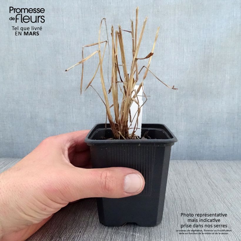 Pennisetum orientale JS Dance With Me - Oriental Fountain Grass 8/9 cm pot sample as delivered in spring