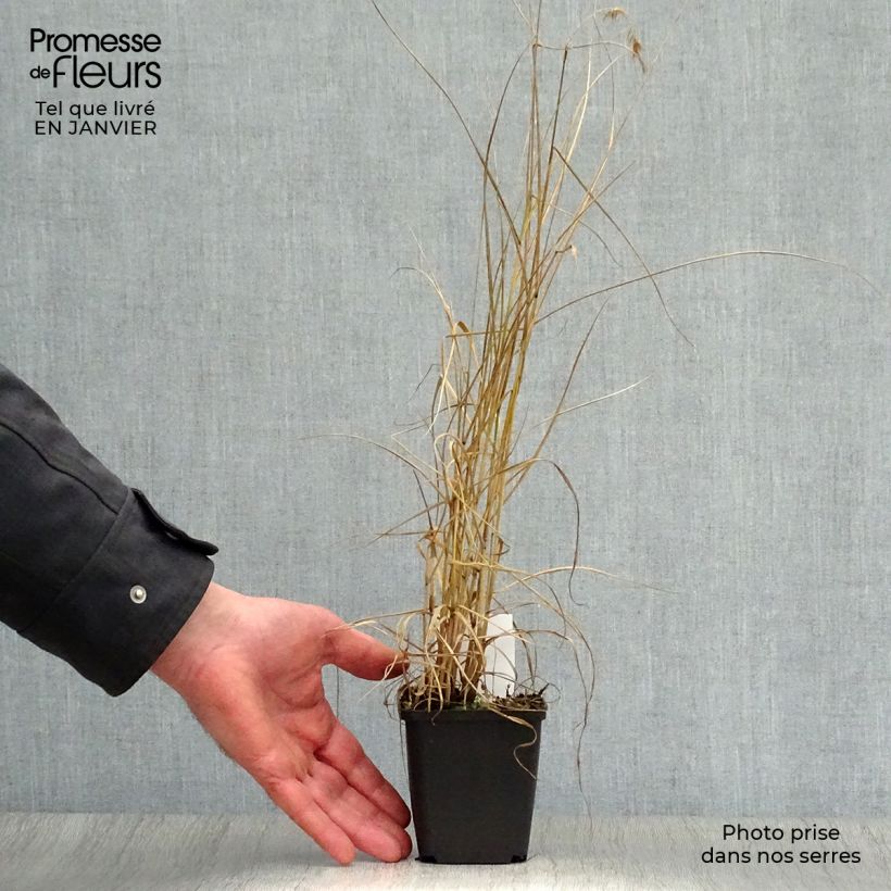 Pennisetum orientale Karley Rose - Oriental Fountain Grass 8/9 cm pot sample as delivered in winter