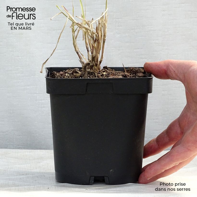 Pennisetum orientale Karley Rose - Oriental Fountain Grass 2L/3L pot sample as delivered in winter