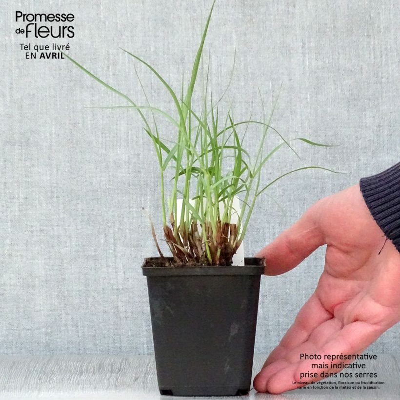 Pennisetum orientale Tall Tails - Oriental Fountain Grass 8/9 cm pot sample as delivered in spring
