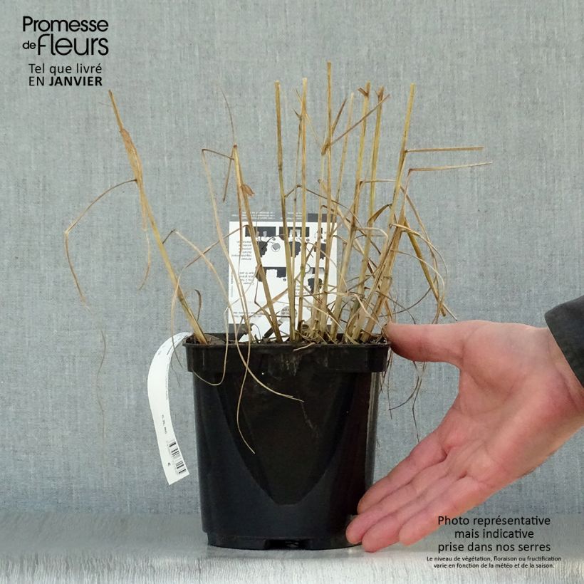 Pennisetum orientale Tall Tails - Oriental Fountain Grass 2L/3L pot sample as delivered in winter
