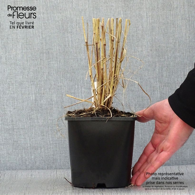 Pennisetum setaceum Firework 2L/3L pot sample as delivered in winter