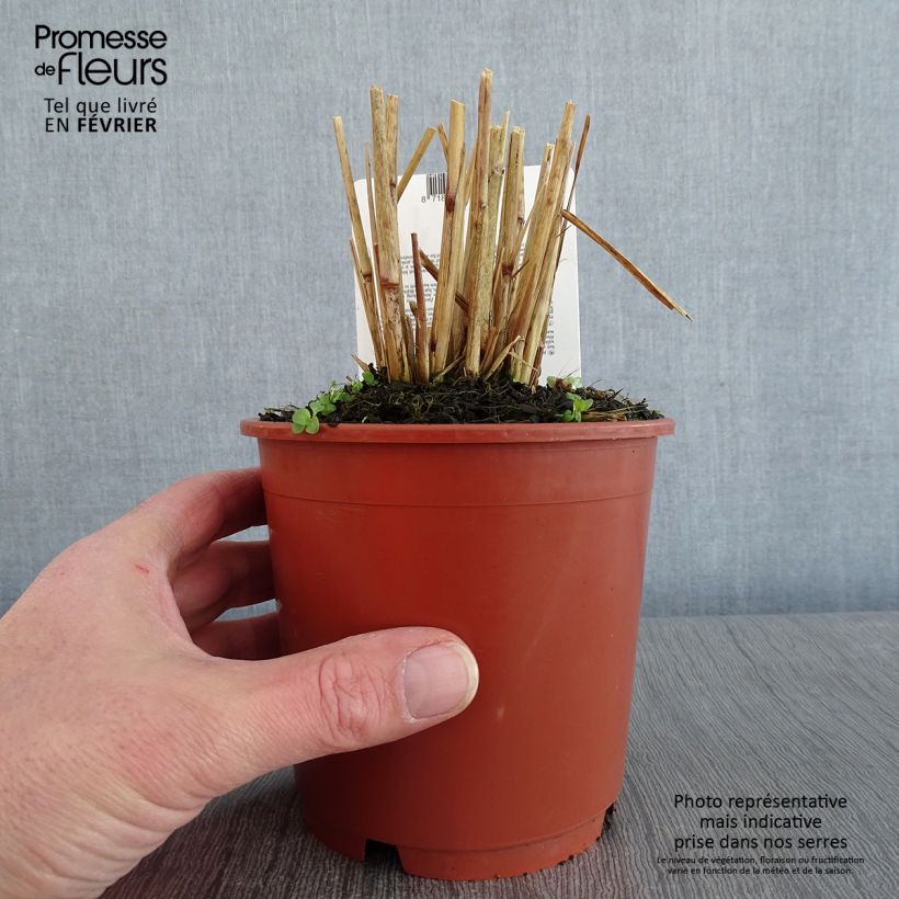 Pennisetum setaceum Skyrocket 1L/1.5L pot sample as delivered in winter