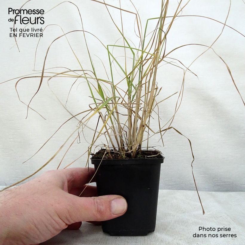 Pennisetum villosum 8/9 cm pot sample as delivered in winter