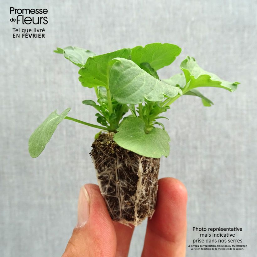 Viola Felix Jeans Plug plants 3.8 x 3.2cm - Tray of 16 sample as delivered in autumn