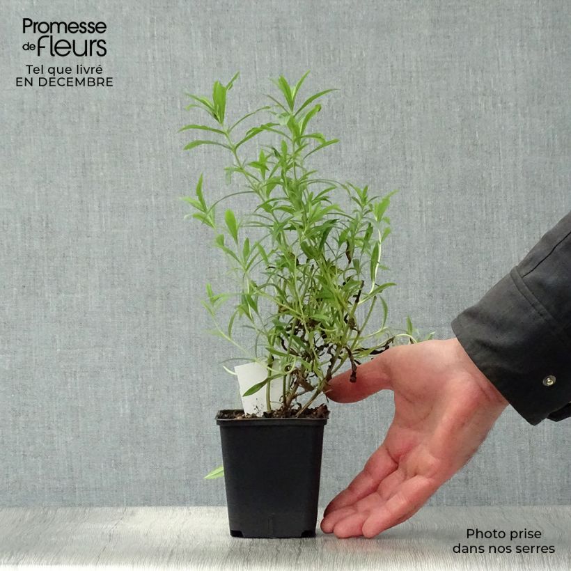 Penstemon Apple Blossom - Beardtongue 8/9 cm pot sample as delivered in winter