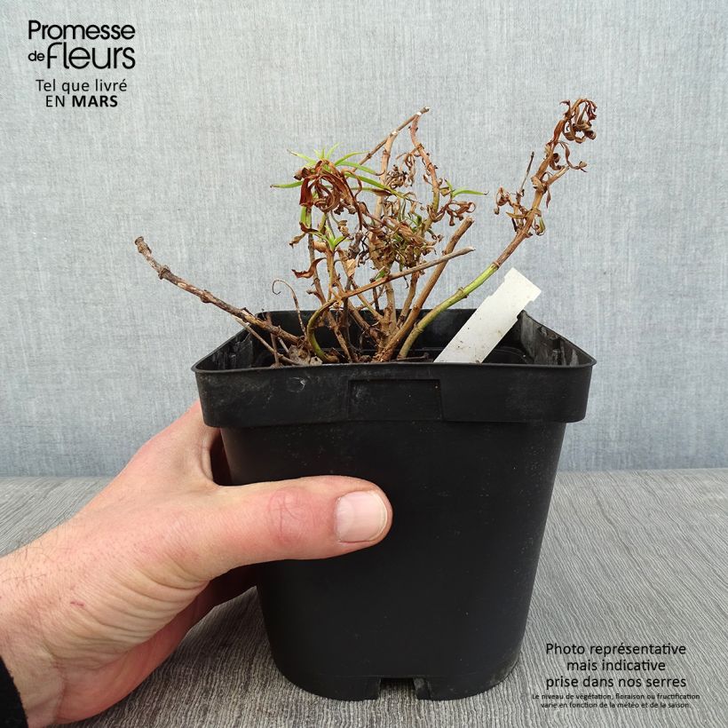 Penstemon Apple Blossom - Beardtongue 2L/3L pot sample as delivered in winter