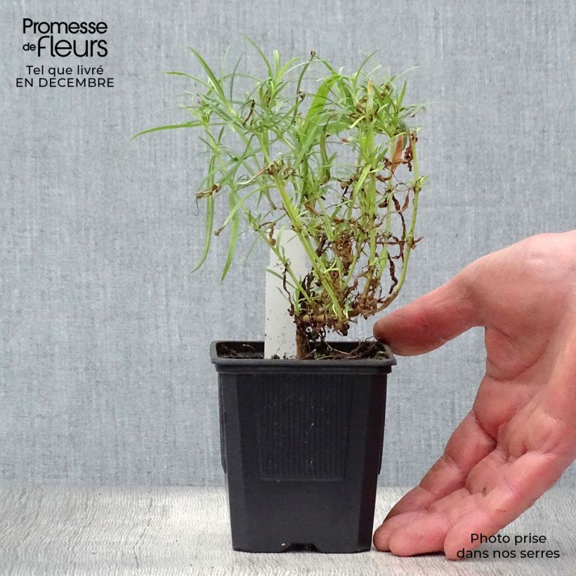 Penstemon hybrida Evelyn - Beardtongue 8/9 cm pot sample as delivered in winter