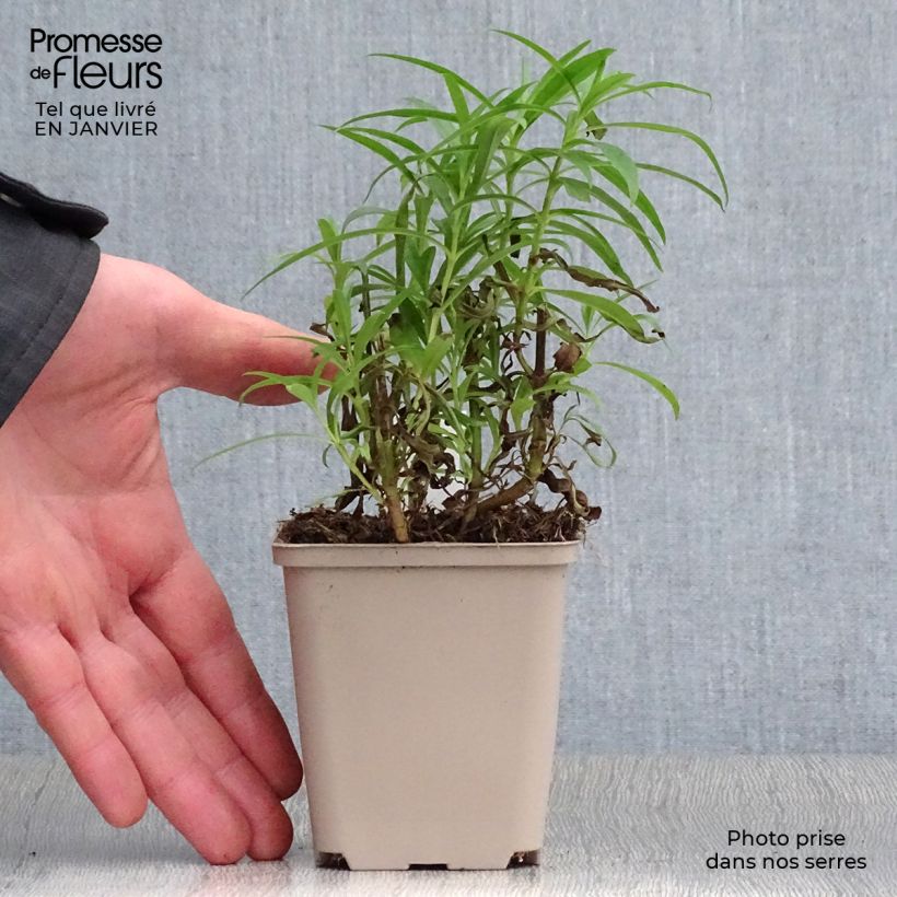 Penstemon Harlequin Red - Beardtongue 8/9 cm pot sample as delivered in winter