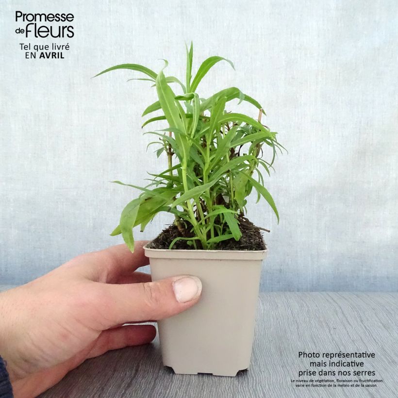 Penstemon Harlequin Red - Beardtongue 8/9 cm pot sample as delivered in spring