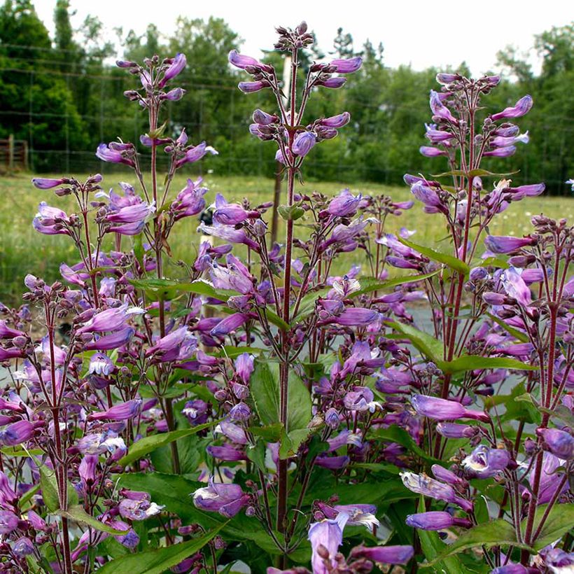 Penstemon Nova Twilight - Beardtongue  (Flowering)