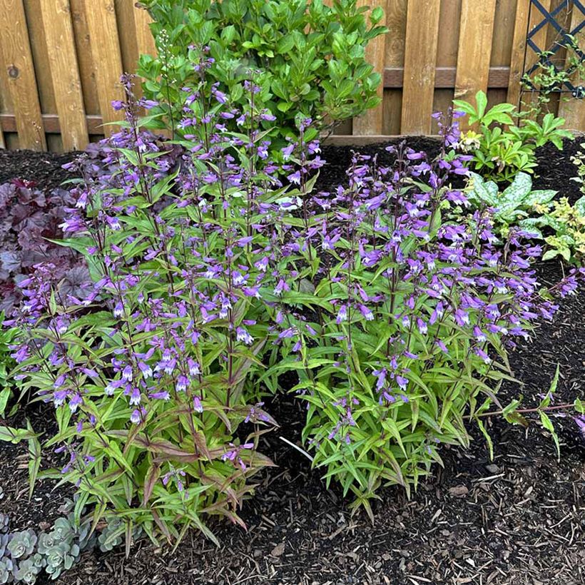 Penstemon Nova Twilight - Beardtongue  (Plant habit)