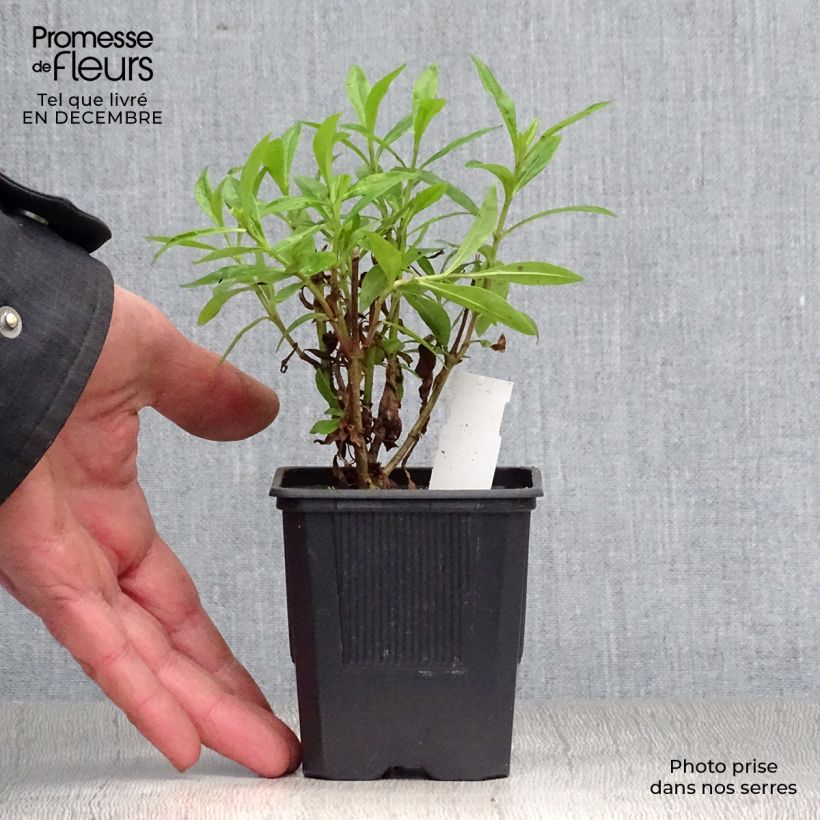 Penstemon hybrida Pensham Czar - Beardtongue 8/9 cm pot sample as delivered in winter