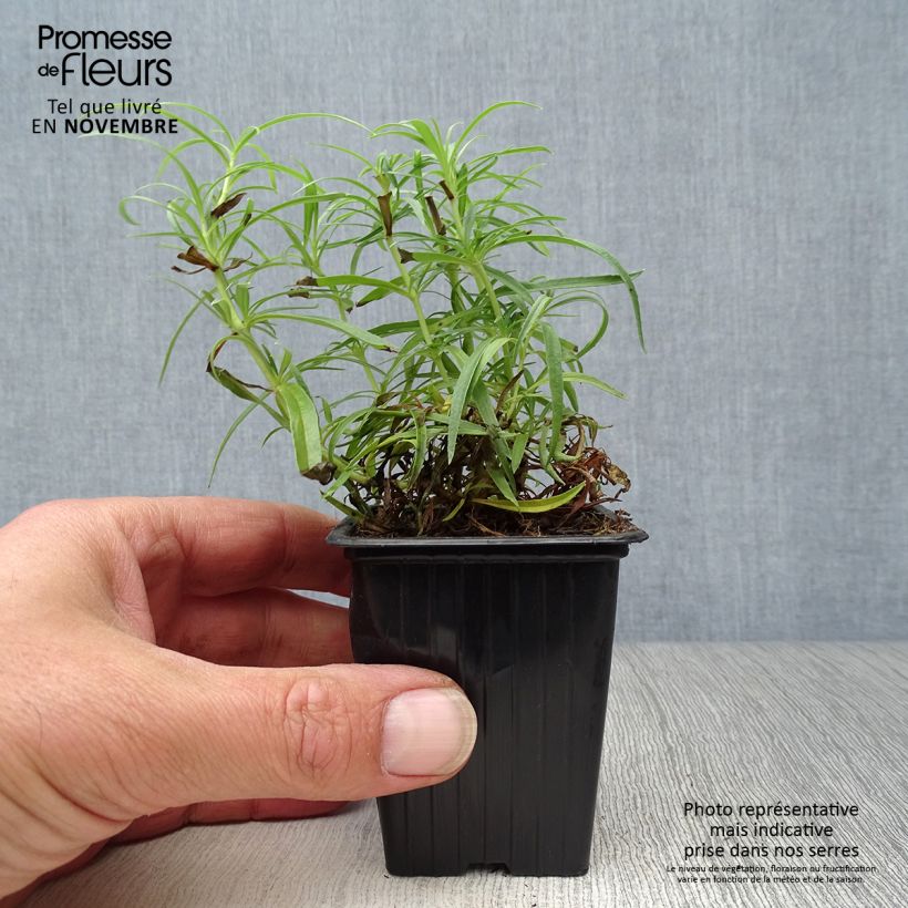 Penstemon hybrida Polaris Rose - Beardtongue 7/8 cm pot sample as delivered in autumn