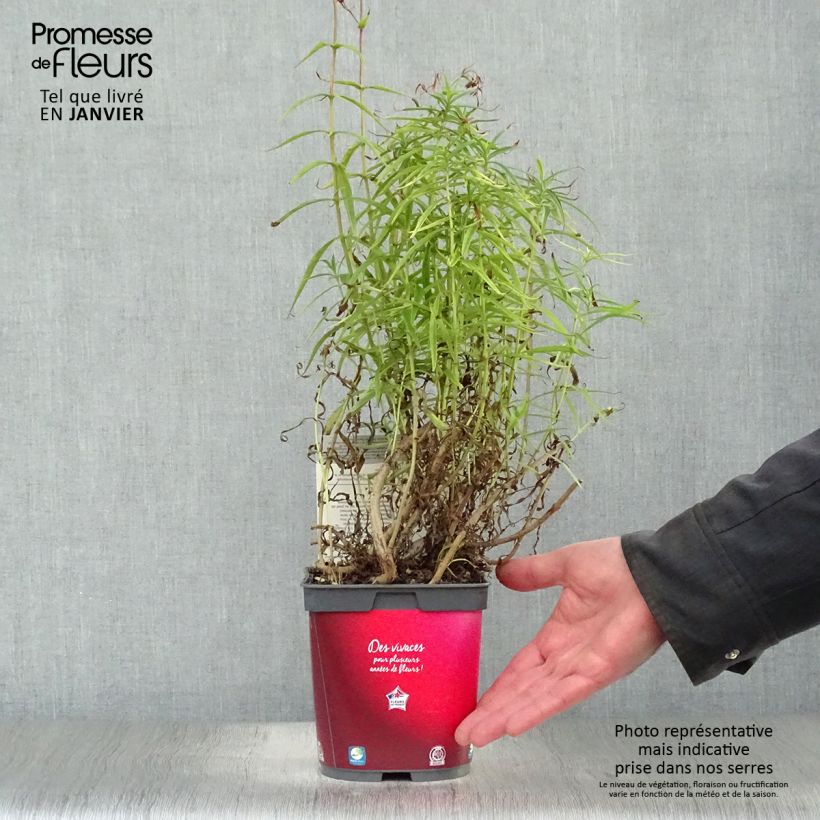 Penstemon barbatus Coccineus - Beardtongue 2L/3L pot sample as delivered in winter