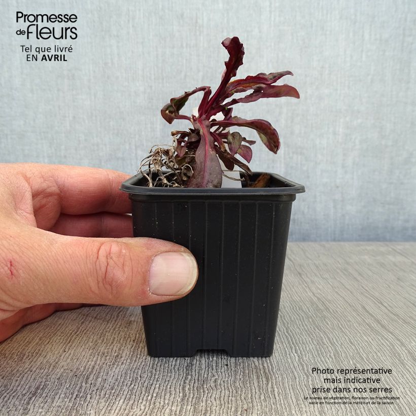 Penstemon digitalis Dakota Burgundy - Foxglove beardtongue 8/9 cm pot sample as delivered in spring