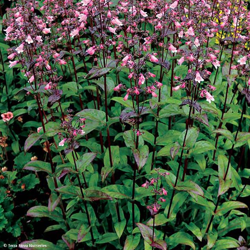 Penstemon digitalis Dakota Verde - Foxglove beardtongue (Foliage)