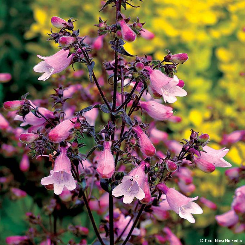Penstemon digitalis Dakota Verde - Foxglove beardtongue (Flowering)