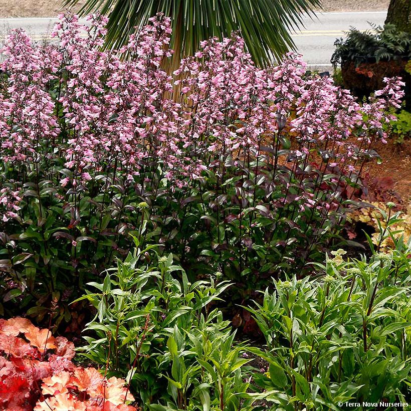 Penstemon digitalis Dakota Verde - Foxglove beardtongue (Plant habit)