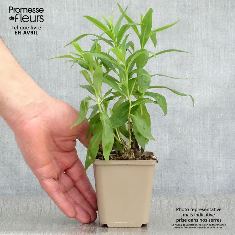 Penstemon Alice Hindley - Beardtongue 8/9 cm pot sample as delivered in spring