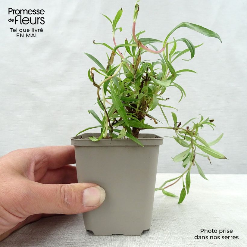 Penstemon campanulatus Garnet - Beardtongue 8/9 cm pot sample as delivered in spring