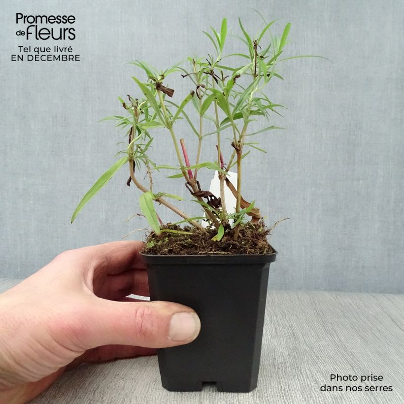 Penstemon campanulatus Garnet - Beardtongue 8/9 cm pot sample as delivered in winter