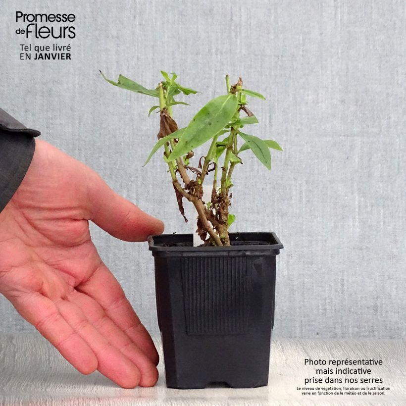 Penstemon hybrida Gloire de Quatre Rue - Beardtongue 8/9 cm pot sample as delivered in winter