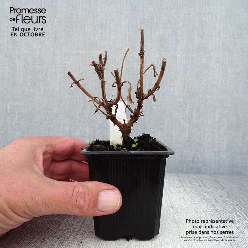 Penstemon hybrida Gloire de Quatre Rue - Beardtongue 8/9 cm pot sample as delivered in autumn