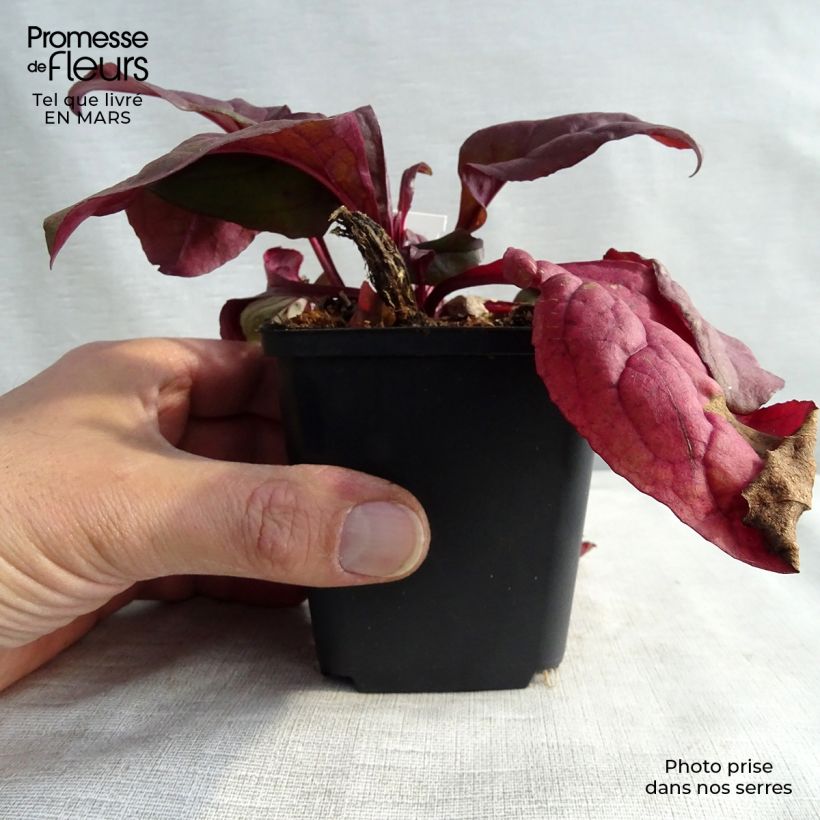 Penstemon digitalis Husker Red - Foxglove beardtongue 8/9 cm pot sample as delivered in winter