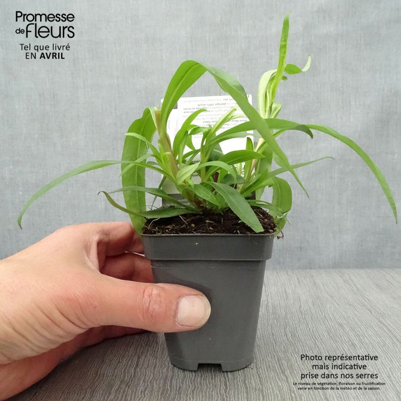 Penstemon Midnight - Beardtongue 8/9 cm pot sample as delivered in spring