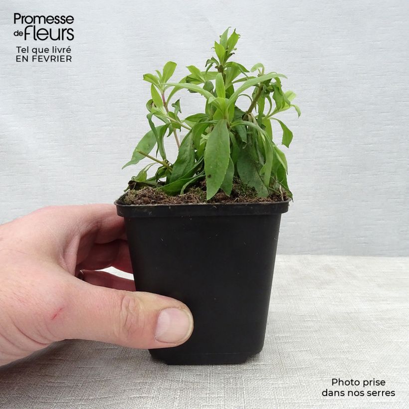 Penstemon Rubicundus - Beardtongue 8/9 cm pot sample as delivered in winter