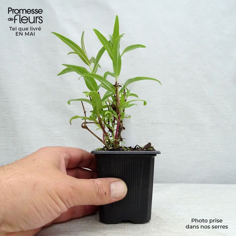Penstemon Rubicundus - Beardtongue 8/9 cm pot sample as delivered in spring