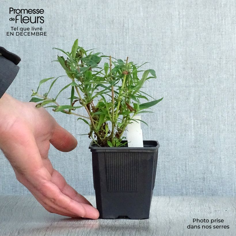 Penstemon Russian River - Beardtongue 8/9 cm pot sample as delivered in winter