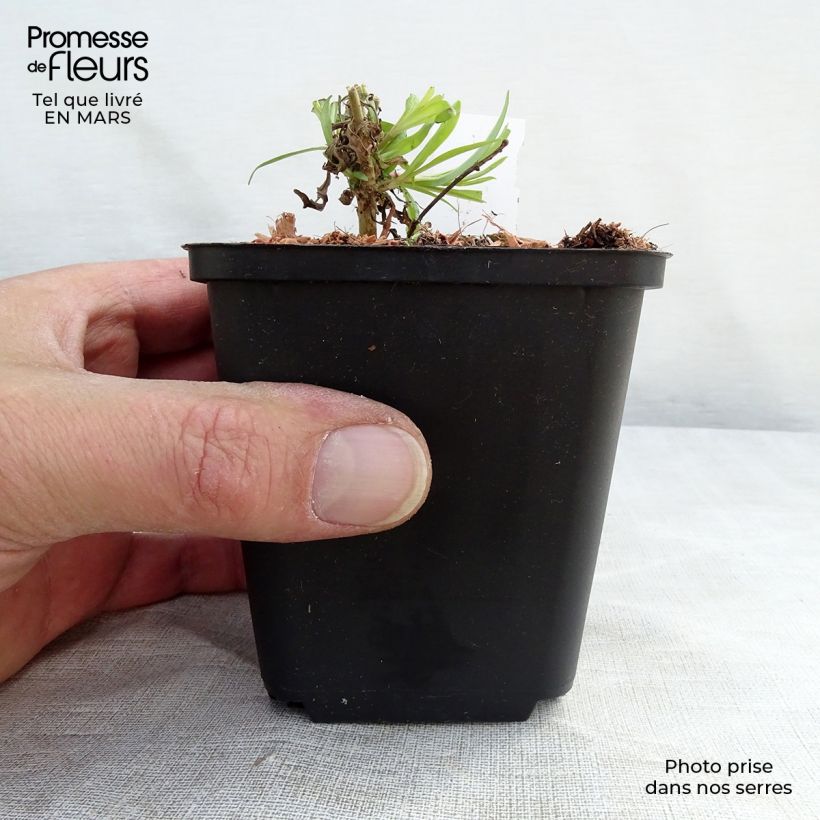 Penstemon Schoenholzeri - Beardtongue 8/9 cm pot sample as delivered in spring