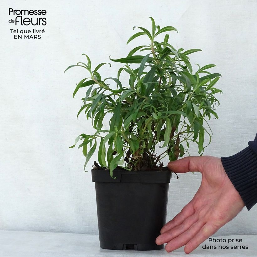 Penstemon Schoenholzeri - Beardtongue 2L/3L pot sample as delivered in spring