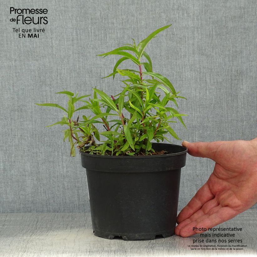 Penstemon Sour Grapes - Beardtongue 2L/3L pot sample as delivered in spring