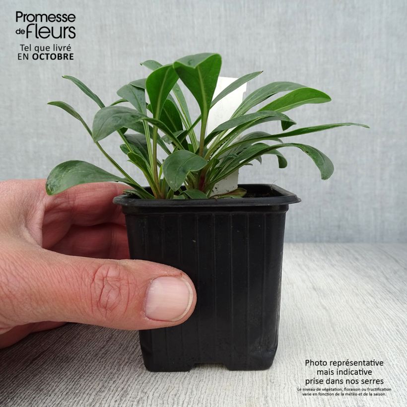Penstemon mensarum - Beardtongue 8/9 cm pot sample as delivered in autumn