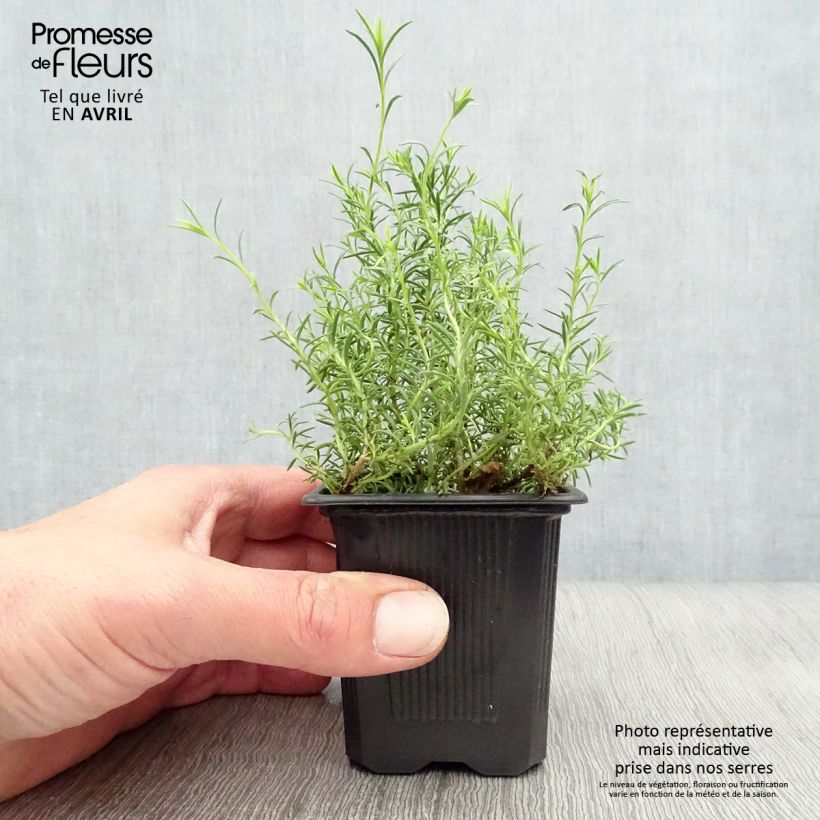 Penstemon pinifolius Mersea Yellow - Beardtongue 8/9 cm pot sample as delivered in spring