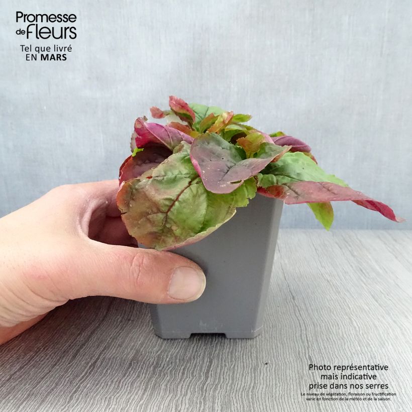 Penstemon smallii - Beardtongue 8/9 cm pot sample as delivered in spring