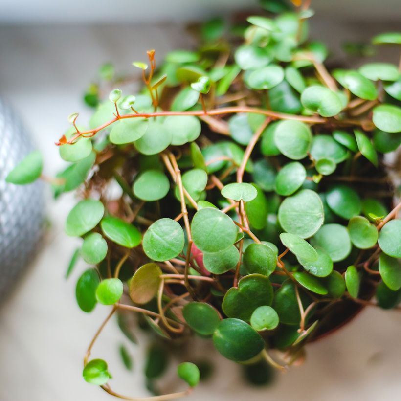 Peperomia  'Pepperspot' (Foliage)