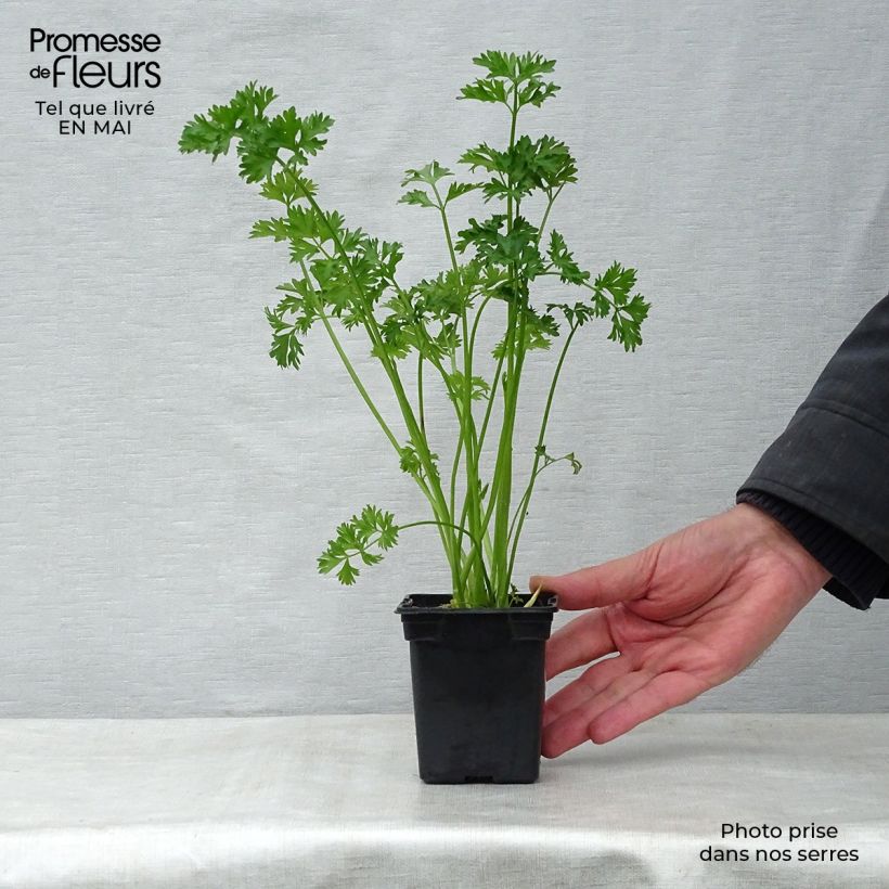 Organic Per-Cel - Parsley Celery 7/8 cm pot sample as delivered in spring