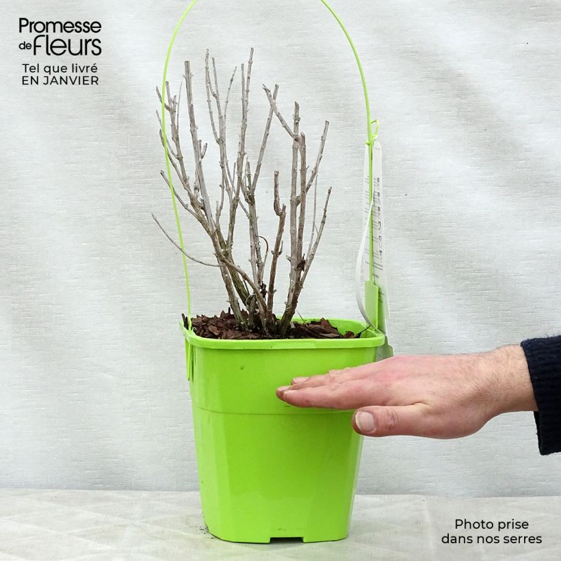 Perovskia  atriplicifolia Silvery Blue - Russian Sage 3L/4L pot sample as delivered in winter