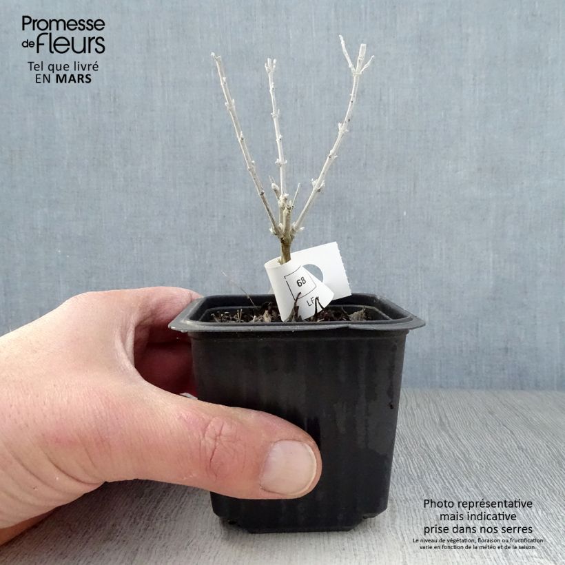 Perovskia  atriplicifolia Silvery Blue - Russian Sage 8/9 cm pot sample as delivered in spring