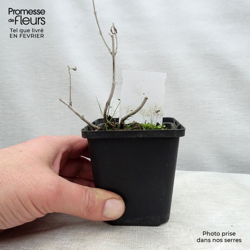 Perovskia  atriplicifolia Silvery Blue - Russian Sage 8/9 cm pot sample as delivered in winter